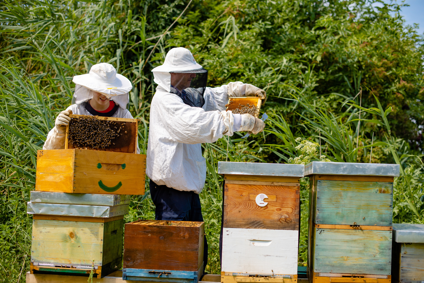 Beekeepers working in bee farm