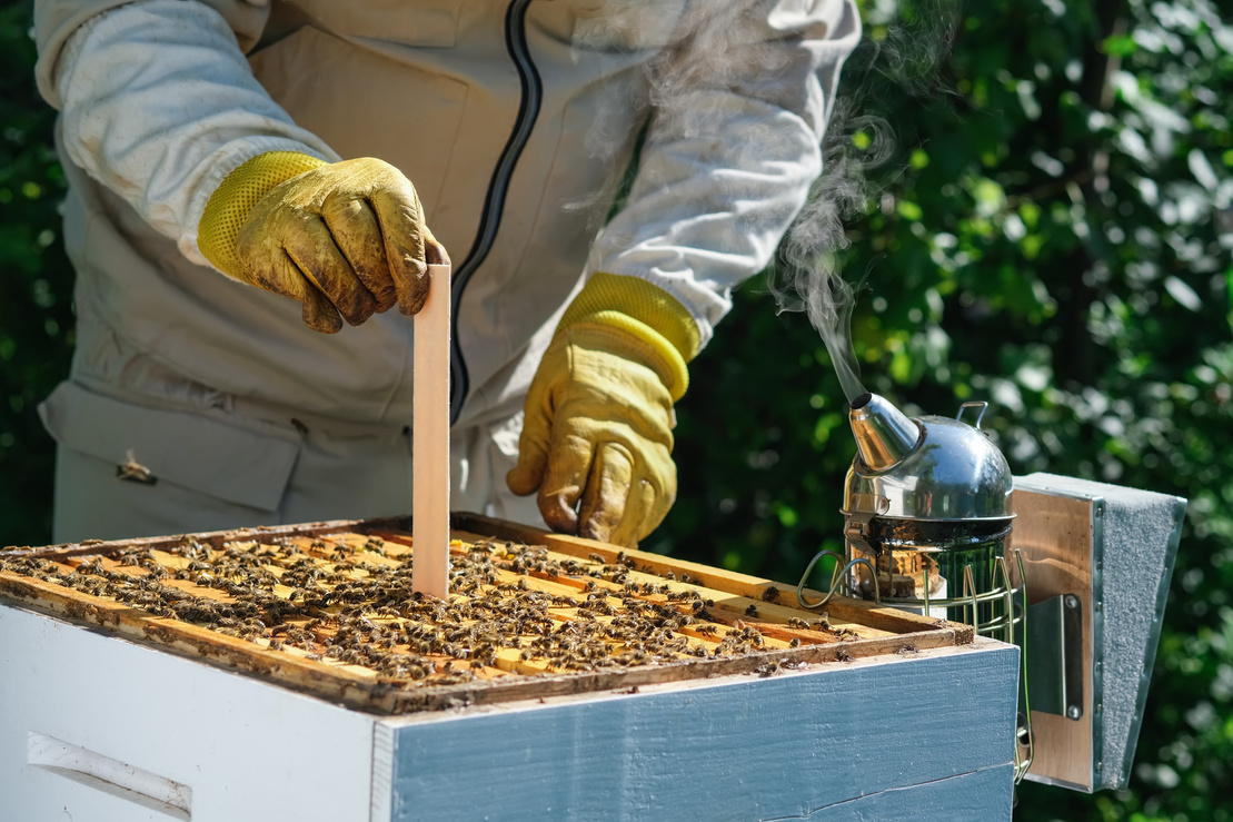 Varroa mite control. Varroa destructor. How to treat bees from varroa mite. The beekeeper treats the bees of the varroa mite. Diseases of bees and their treatment. Varroasis.