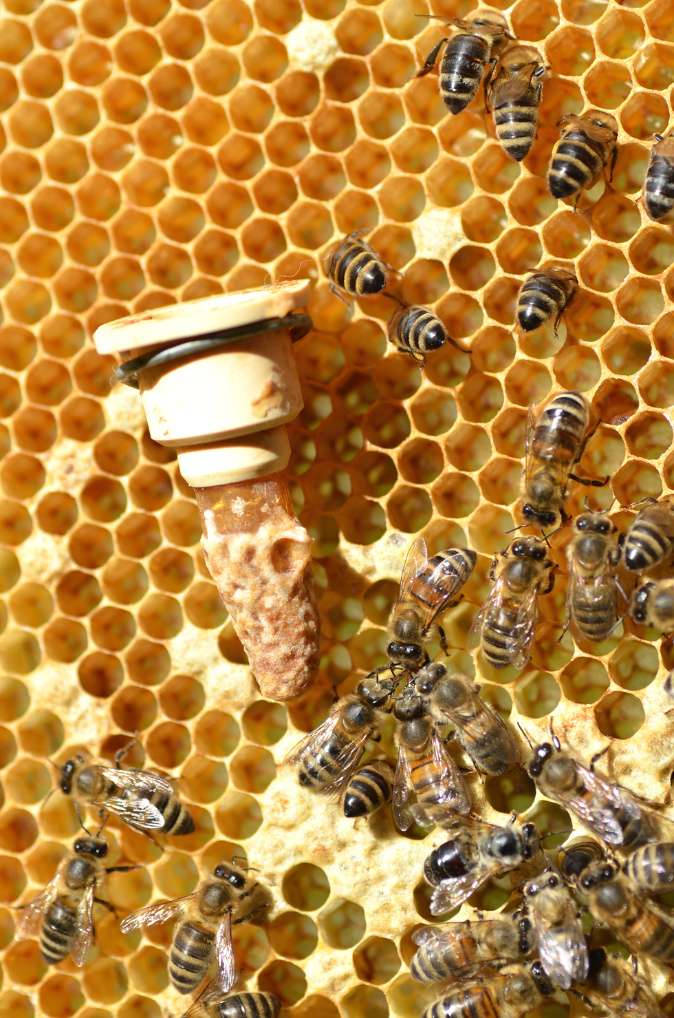 queen bees cell and plenty of bees on honeycomb